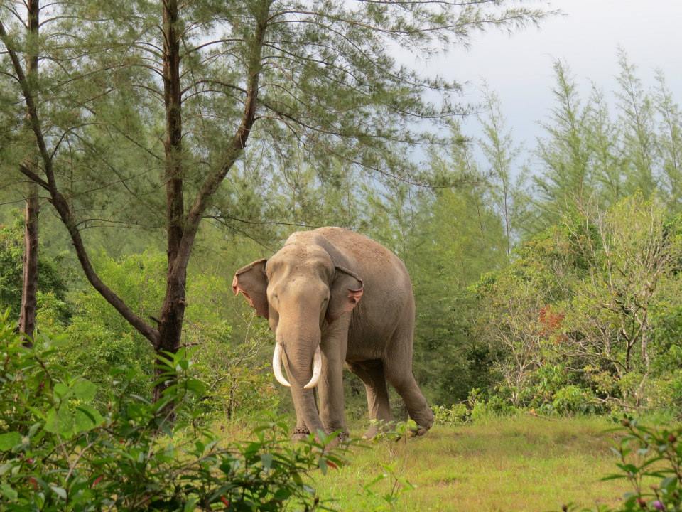 słonie w Tajlandii, ochrona słoni, Tajlandia