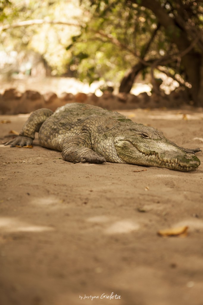 krokodyle, Gambia, African Road Trip, HollyCow, Martyna Skura, lifein20kg