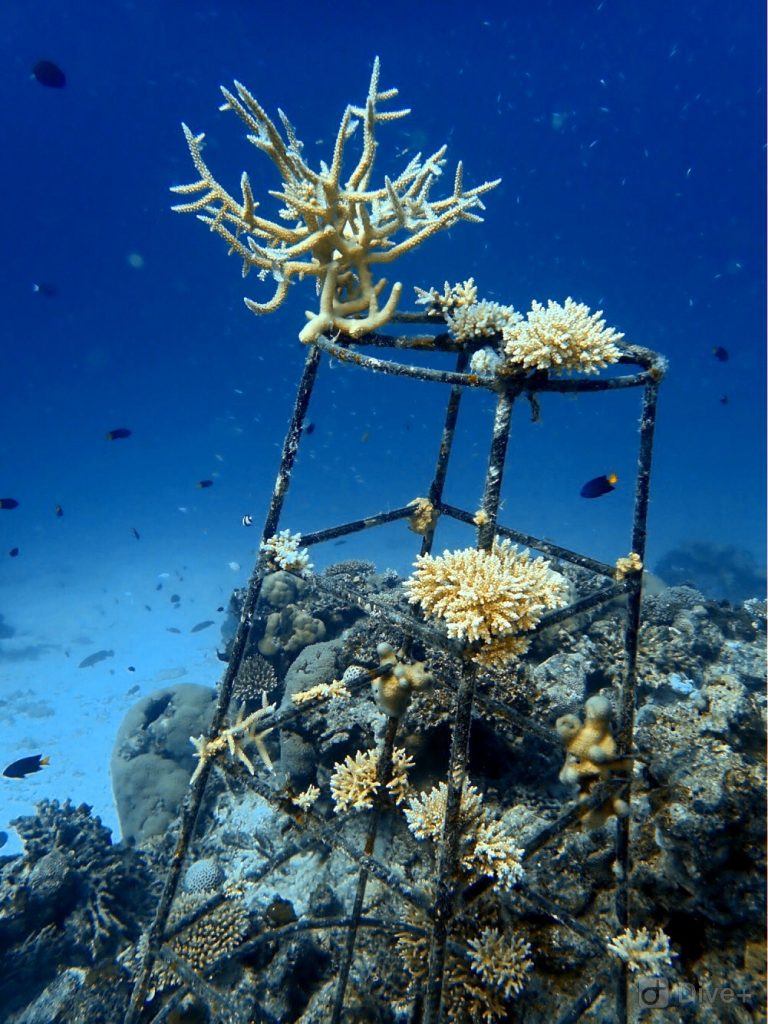 sadzenie rafy koralowej na Malediwach
