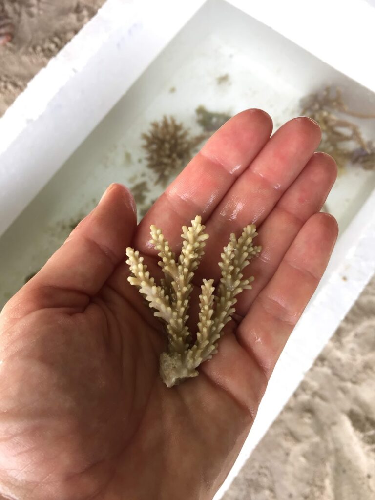 - Malediwski akademik