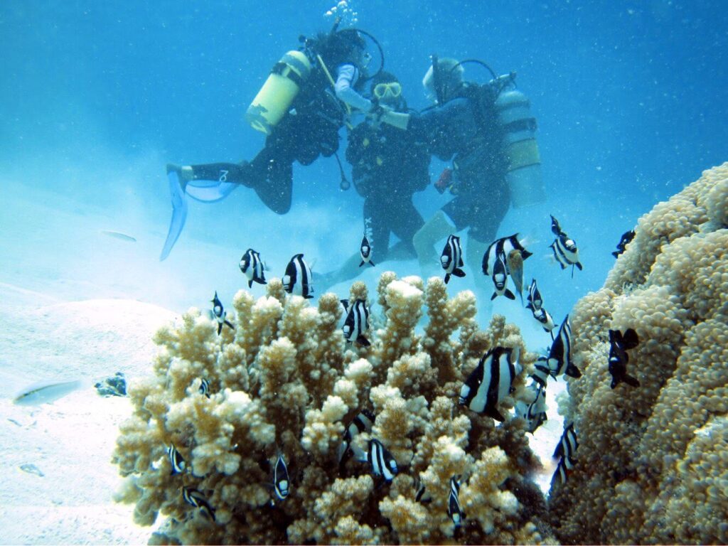 - Malediwski akademik