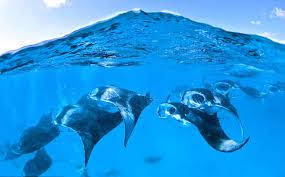 - Pływanie z mantami w Hanifaru Bay na Malediwach [post praktyczny]