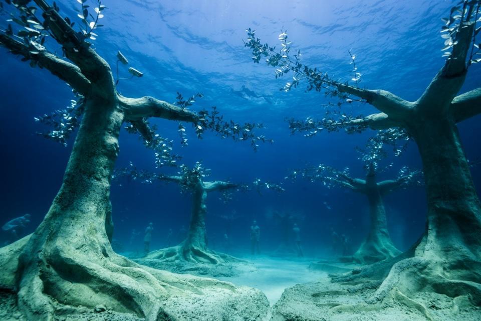 drzewa przypominające baobaby pnące się ku powierzchni wody