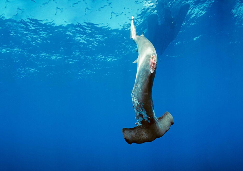 - Nie taki rekin straszny