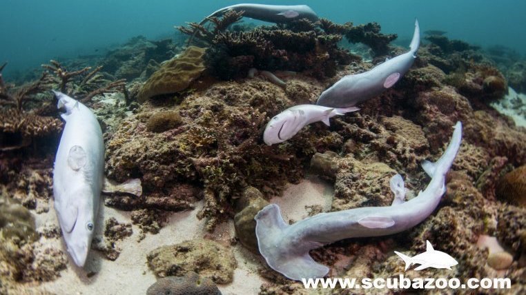 - Nie taki rekin straszny