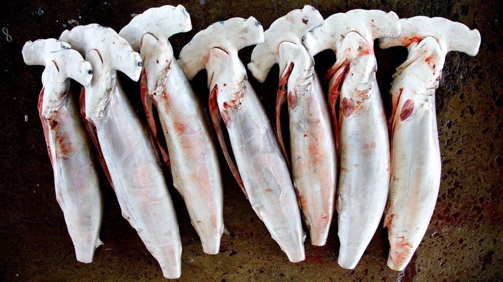 - Nie taki rekin straszny