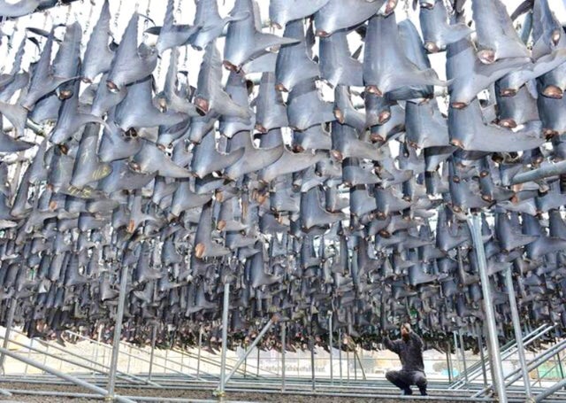 - Nie taki rekin straszny