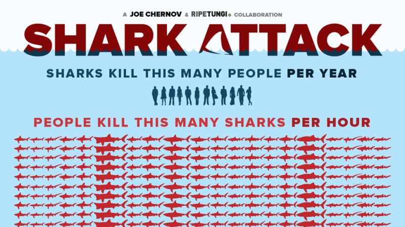 - Nie taki rekin straszny