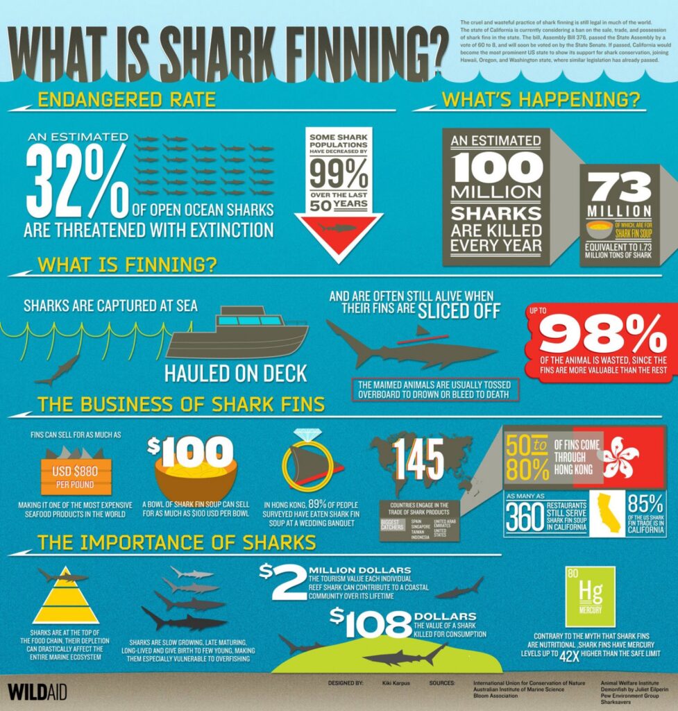 - Nie taki rekin straszny