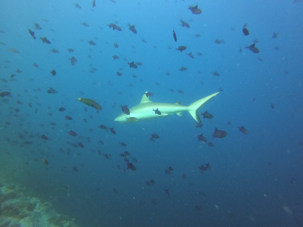 - Nie taki rekin straszny