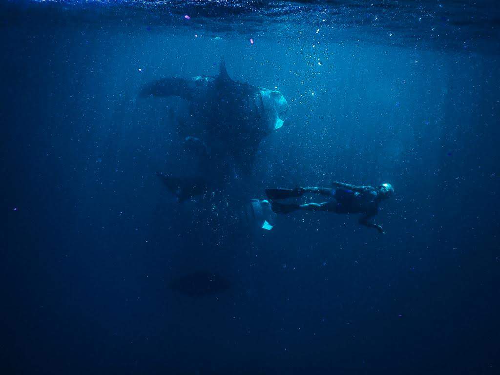 - Pływanie z mantami w Hanifaru Bay na Malediwach [post praktyczny]
