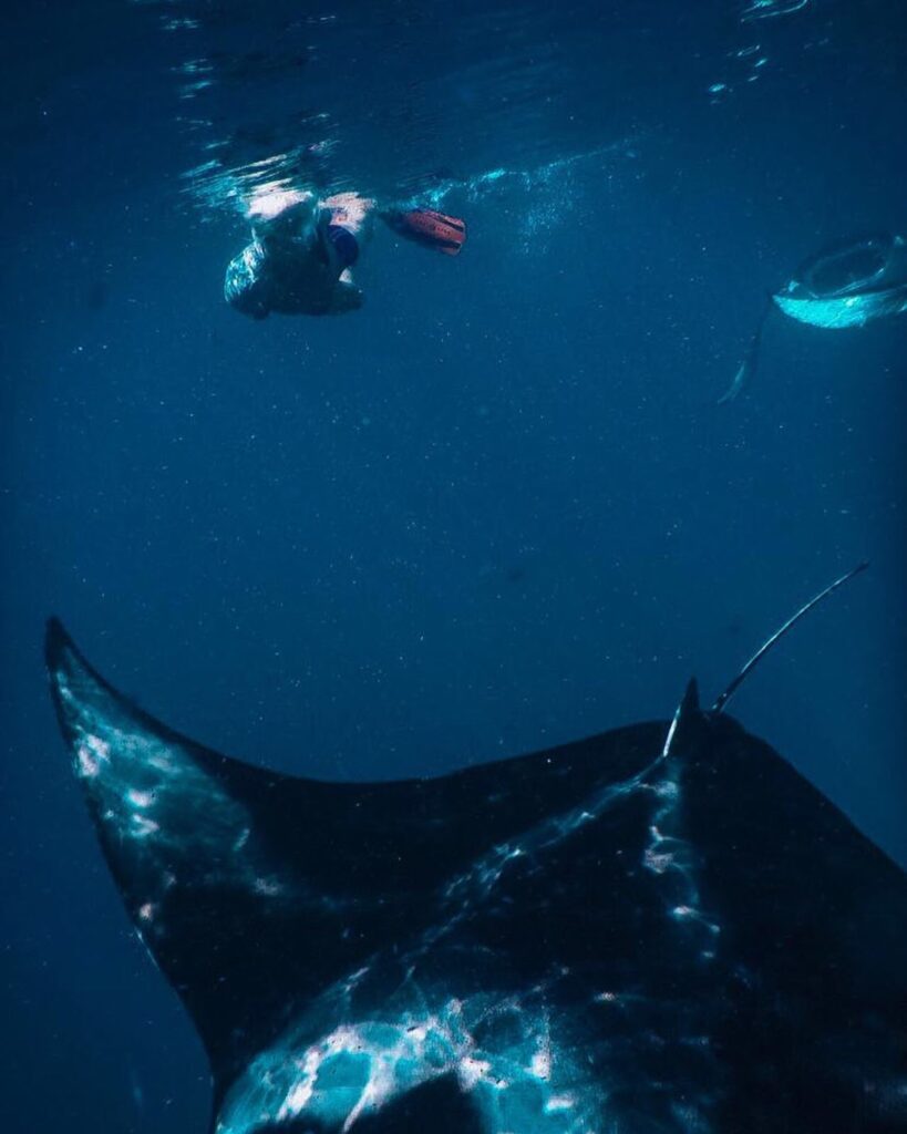- Pływanie z mantami w Hanifaru Bay na Malediwach [post praktyczny]