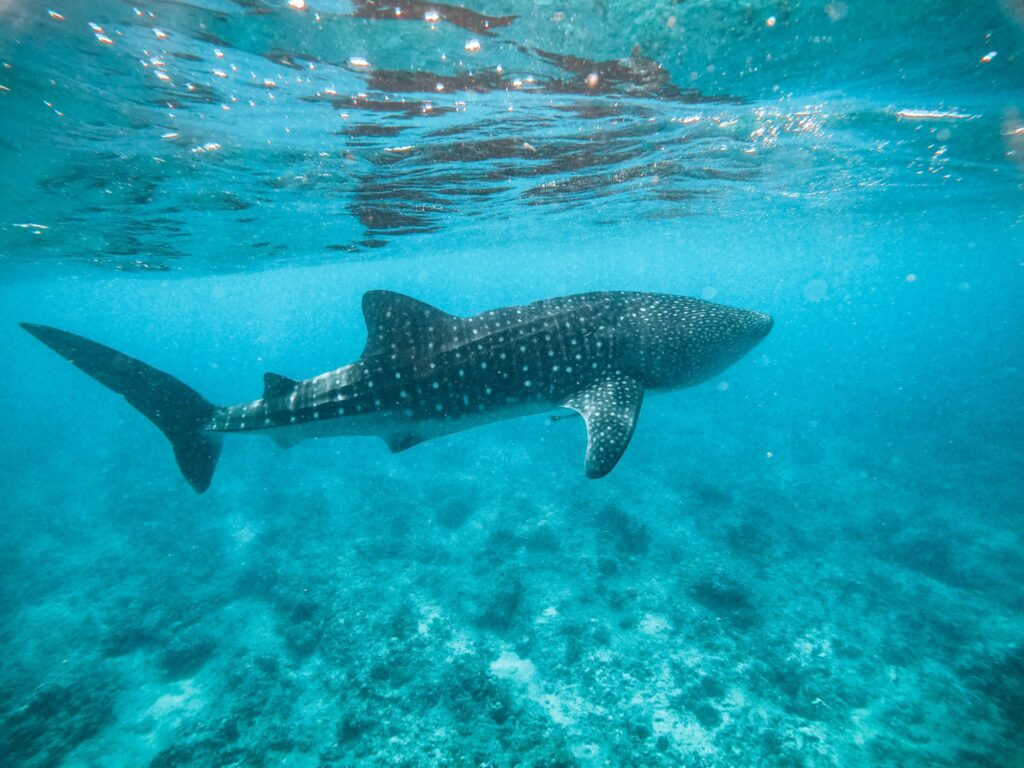 - Gdzie i kiedy pływać z rekinami wielorybimi [post praktyczny]