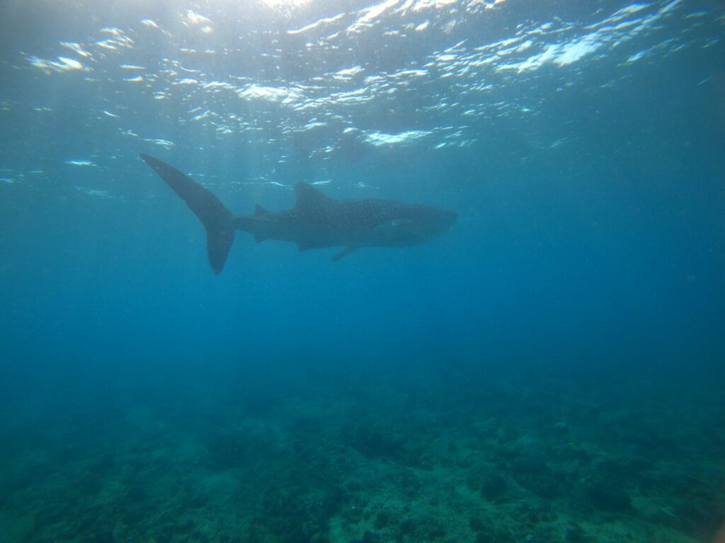 - Gdzie i kiedy pływać z rekinami wielorybimi [post praktyczny]