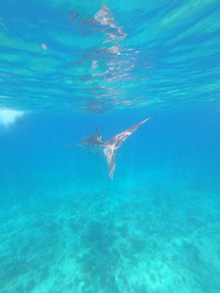 - Gdzie i kiedy pływać z rekinami wielorybimi [post praktyczny]