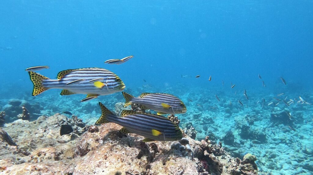 - Nurkowanie na Malediwach [post praktyczny]