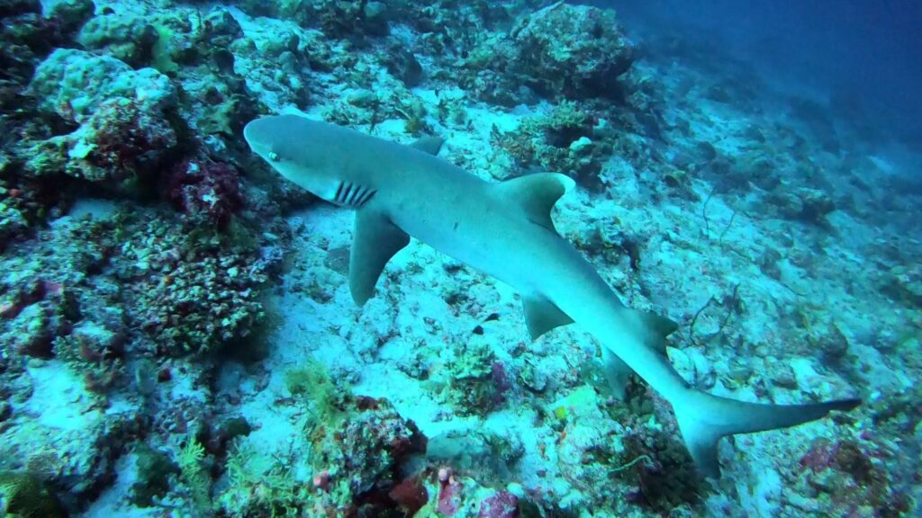 - Nurkowanie na Malediwach [post praktyczny]