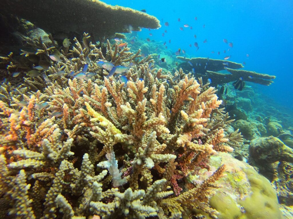 - Nurkowanie na Malediwach [post praktyczny]