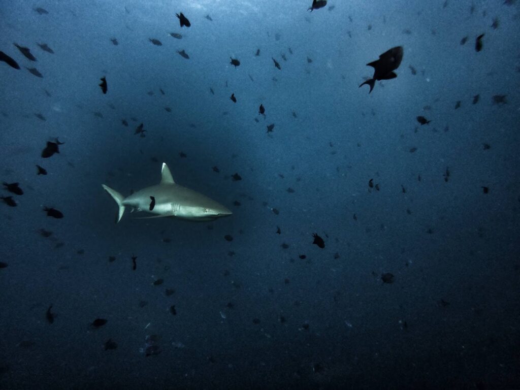 - Jak się poluje pod wodą.