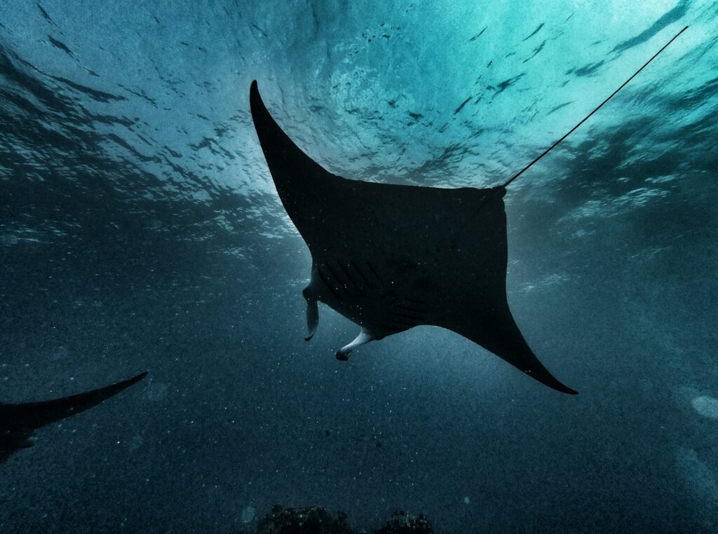 - Nurkowanie na Malediwach [post praktyczny]