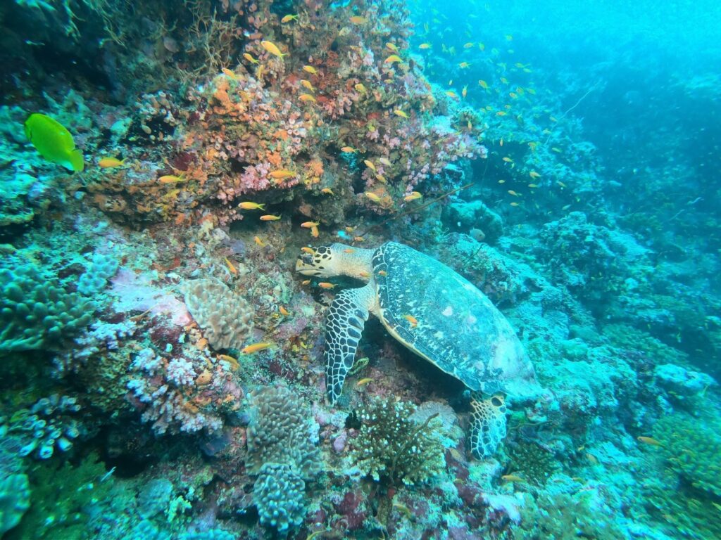 - Nurkowanie na Malediwach [post praktyczny]