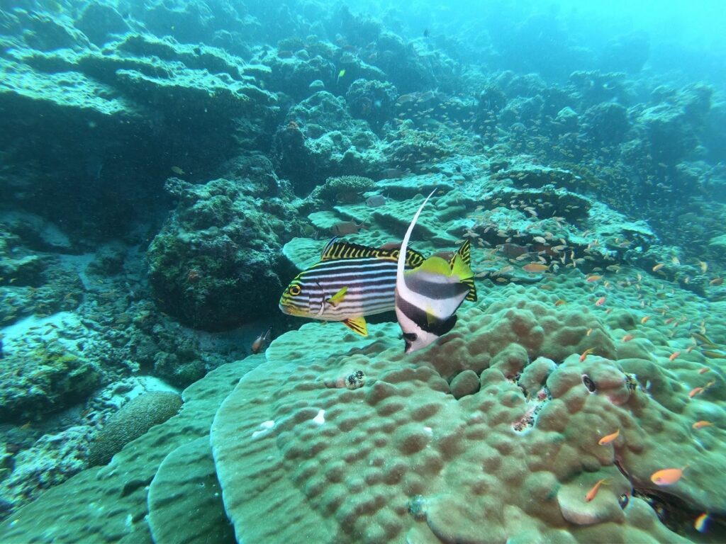 - Nurkowanie na Malediwach [post praktyczny]