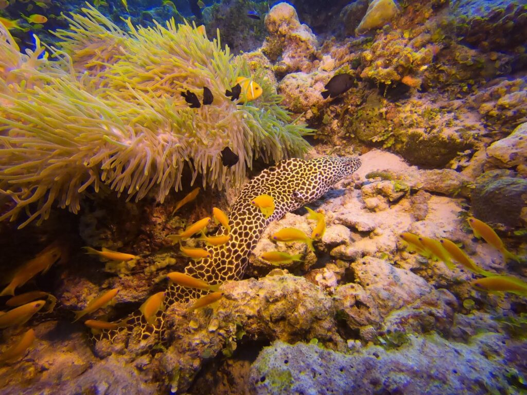 - Nurkowanie na Malediwach [post praktyczny]