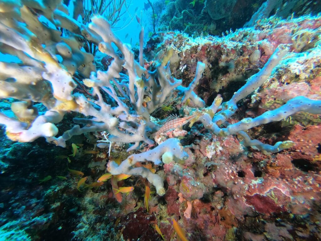 - Nurkowanie na Malediwach [post praktyczny]