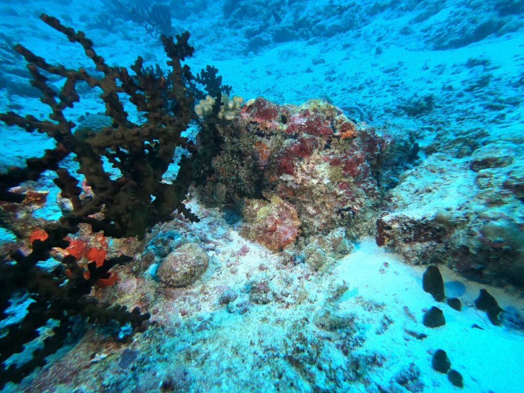 - Nurkowanie na Malediwach [post praktyczny]