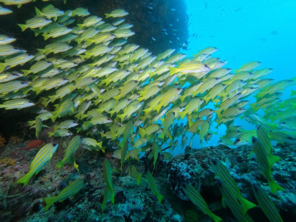 - Nurkowanie na Malediwach [post praktyczny]