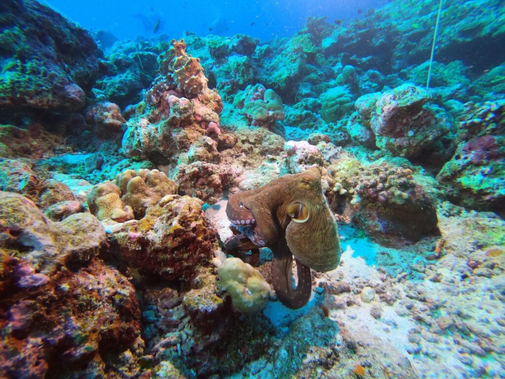 - Nurkowanie na Malediwach [post praktyczny]