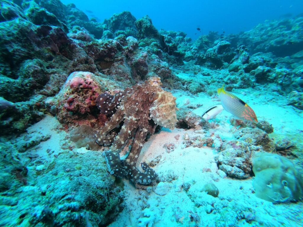 - Nurkowanie na Malediwach [post praktyczny]