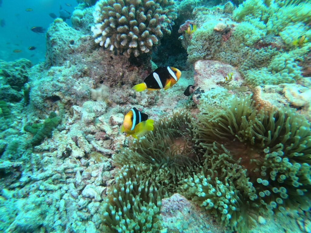 - Nurkowanie na Malediwach [post praktyczny]