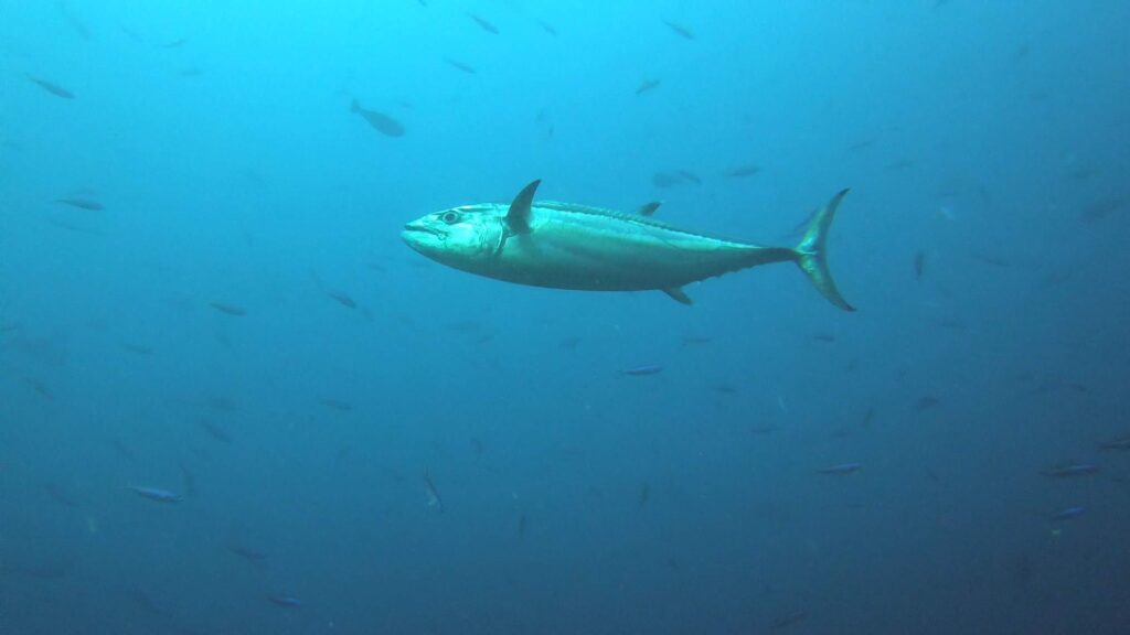 - Nurkowanie na Malediwach [post praktyczny]