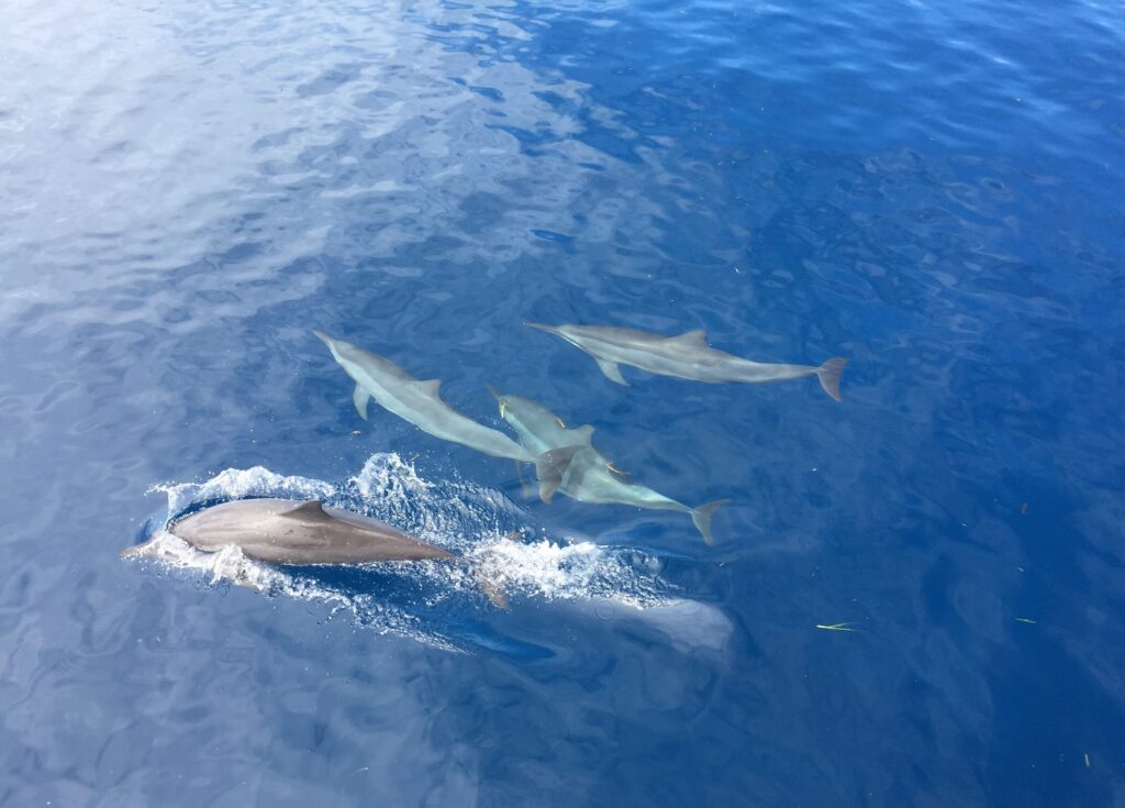 - Co z tymi delfinariami?