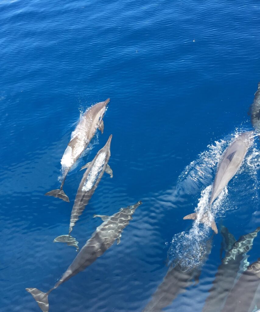 - Co z tymi delfinariami?