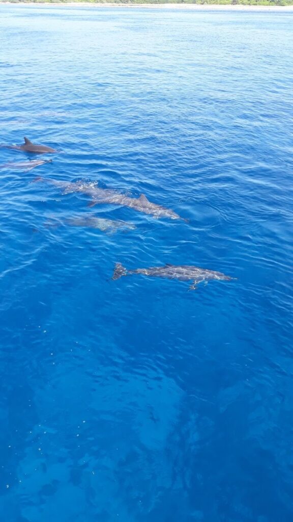 - Co z tymi delfinariami?