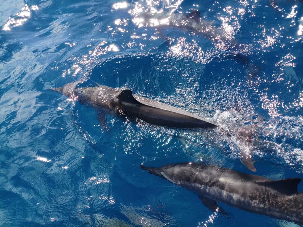 - Co z tymi delfinariami?