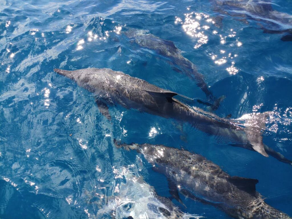 - Co z tymi delfinariami?