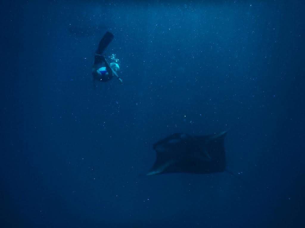 - Pływanie z mantami w Hanifaru Bay na Malediwach [post praktyczny]